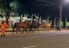 Seis cavalos soltos são resgatados de via pública em avenida de MS